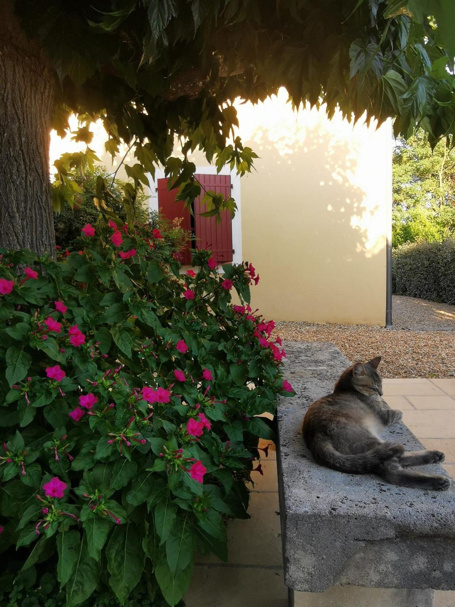 Bed and Breakfast Bastide Saint Bernard Le Thoronet Exterior foto